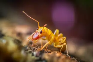 botter17_extreme_macro_closeup_of_an_tiny_alien_insect_eating_a_af2c175c-9a2f-4235-b9df-e89e90a7822d.png